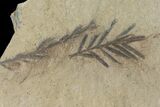 Dawn Redwood (Metasequoia) Fossils - Montana #126640-1